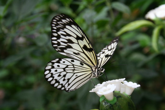 big beautiful tropical butterfly in white and black color on white small flower with green background