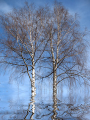 two birches in a water.