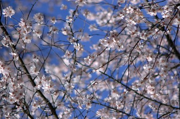 spring blossom