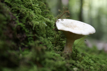 mushroom