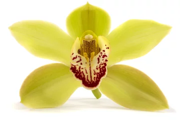 Gordijnen orchid © BVDC