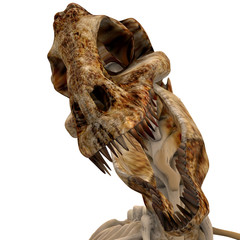 trex bones - 04 © FrederickRM