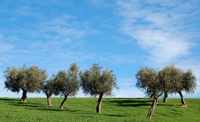 olive tree
