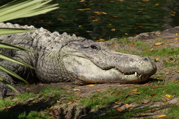 alligator