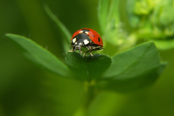 coccinelle