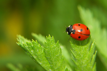 coccinelle