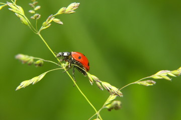 coccinelle