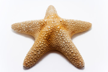 starfish