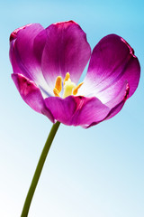tulip