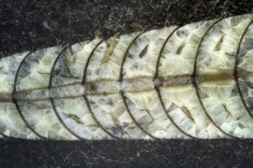 fossile di antico cefalopode