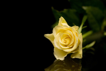 yellow rose