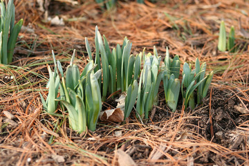 Fototapeta premium sprouting flowers