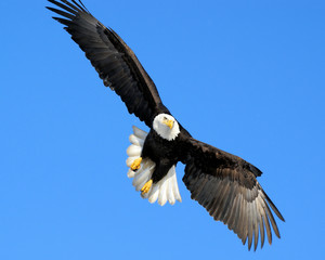 in flight