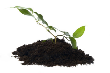 baby plant in soil