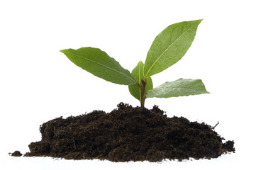 baby plant in soil. bay leaves