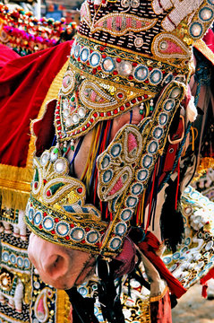 india, jaipur: decorated horse for a wedding