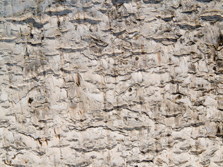 organic texture - bark of birch