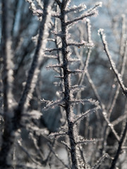 frozen branches of the trees