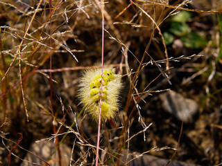 yellow caterpillar  on the grass