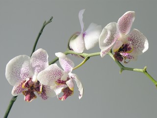 bunch of  white red spotted orchid