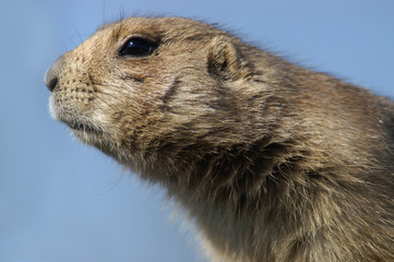 prairie dog portrait