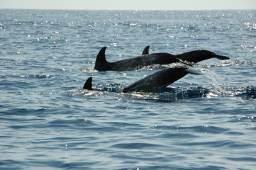Fototapeta premium dolphins in the azores