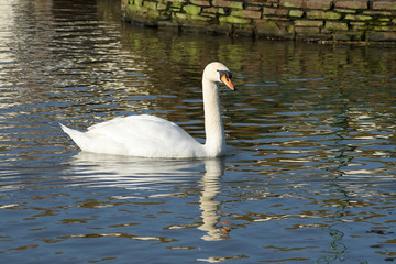 an elegant white swan with a clear water reflectio