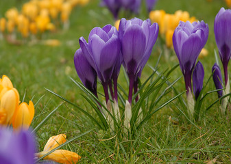 krokusse