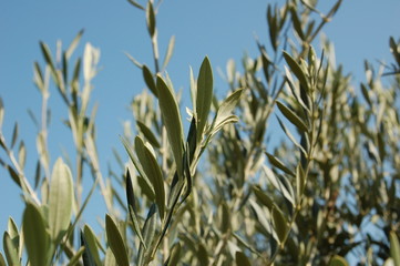 oliviers de provence