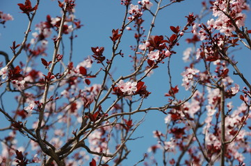 enfin le printemps !