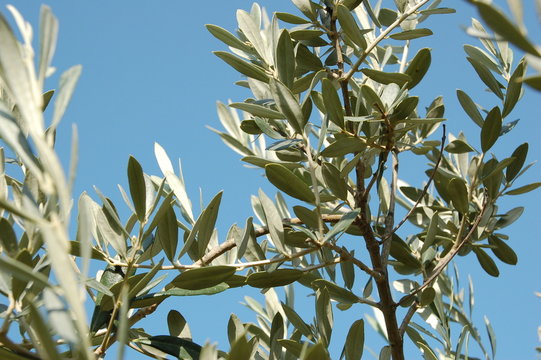l'olivier de provence