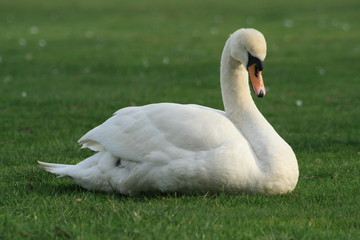 swan sitting on grass