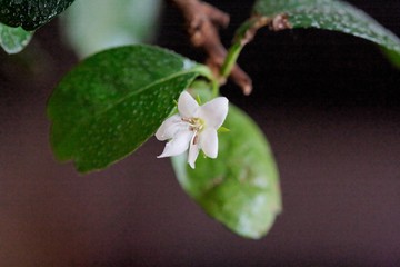 petite fleur de bonsaï