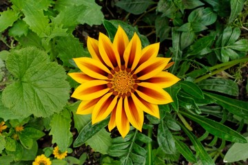 fleur du soleil