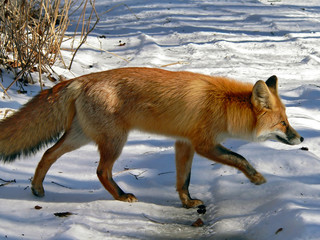 red fox 9