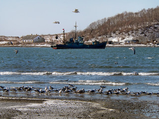 gulls, weaves and ship 7