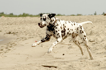 dalmatian 06