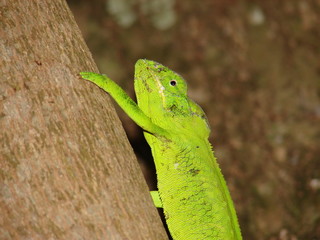 caméléon