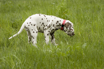 dalmatian 14