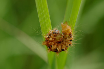 fluffy caterpillar
