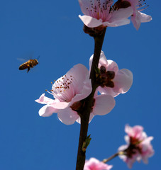 abeille et fleur de pecher