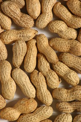 roasted monkey nut shells