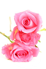 pink roses