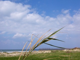 Fototapeta premium summer landscape