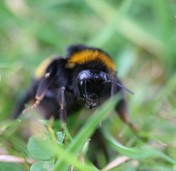 bumble bee