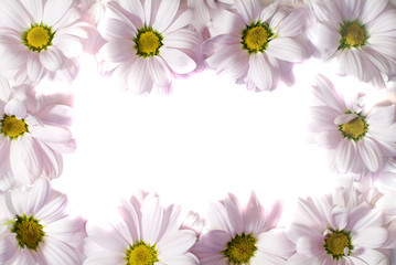  daisy frame