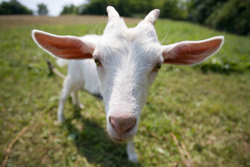 Obraz na płótnie Canvas białe kozy, ostrość na nos
