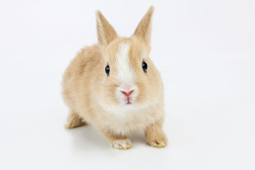 brown-white bunny, isolated on white