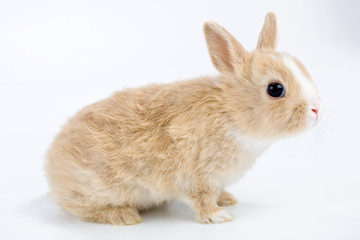 brown-white bunny, isolated on white