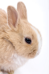 cute brown-white bunny, isolated on white